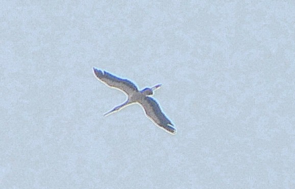 White Stork - Harshavardhan Jamakhandi