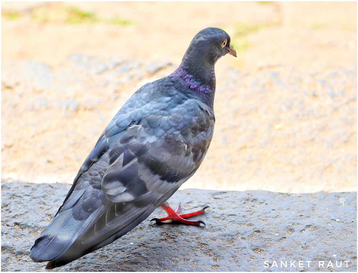 Rock Pigeon (Feral Pigeon) - Sanket Raut
