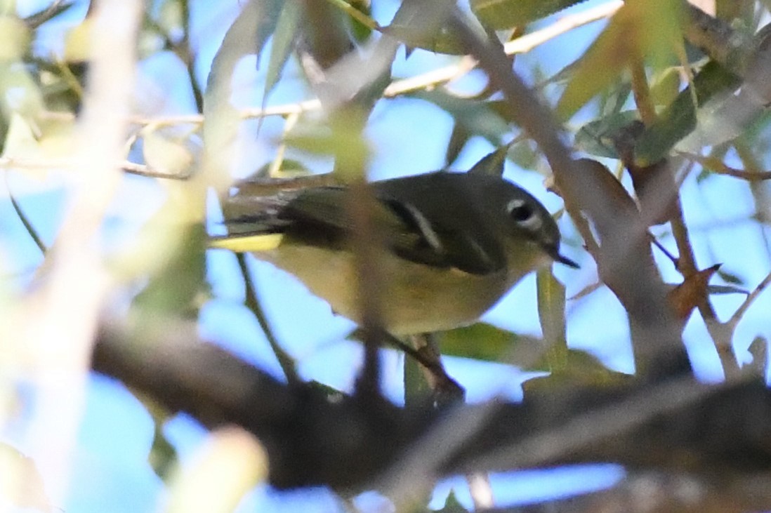 Ruby-crowned Kinglet - Cathryn Dippo