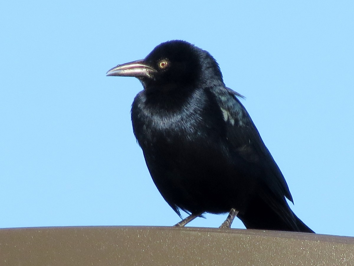 Great-tailed Grackle - ML119279521