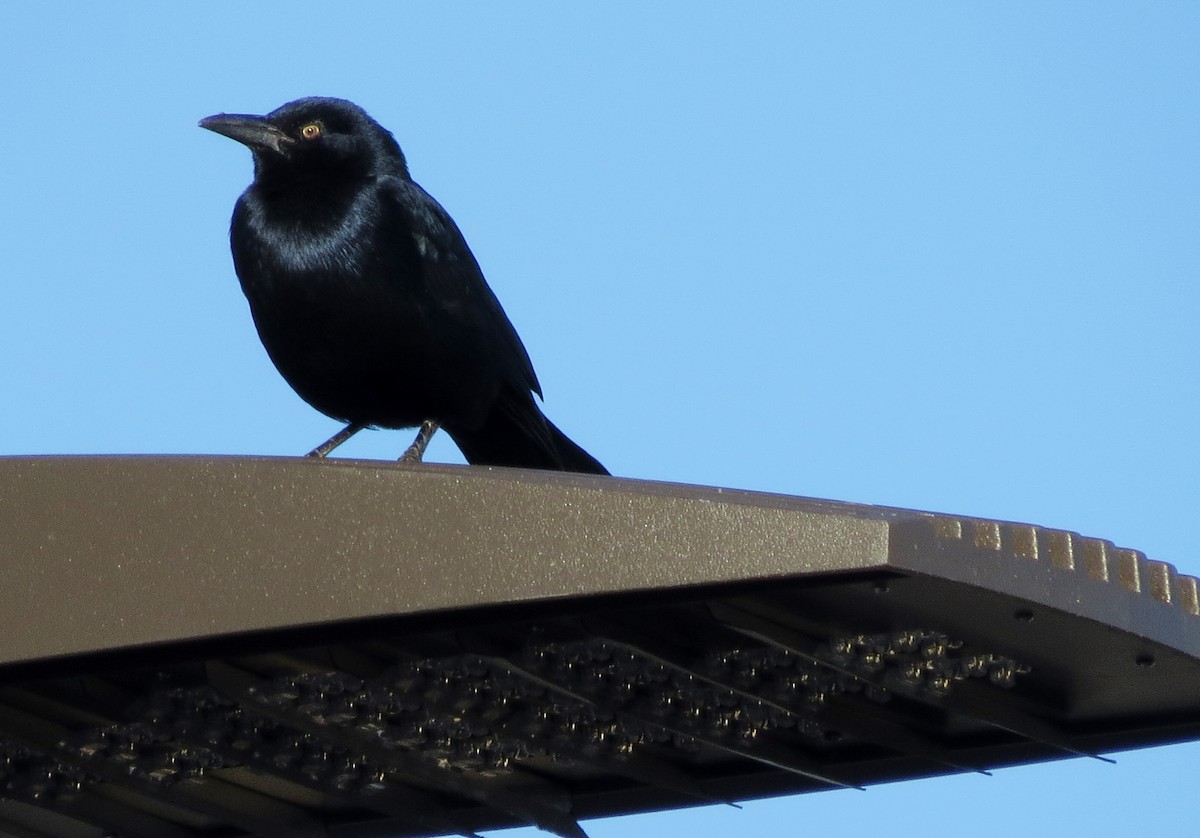 Great-tailed Grackle - ML119279541