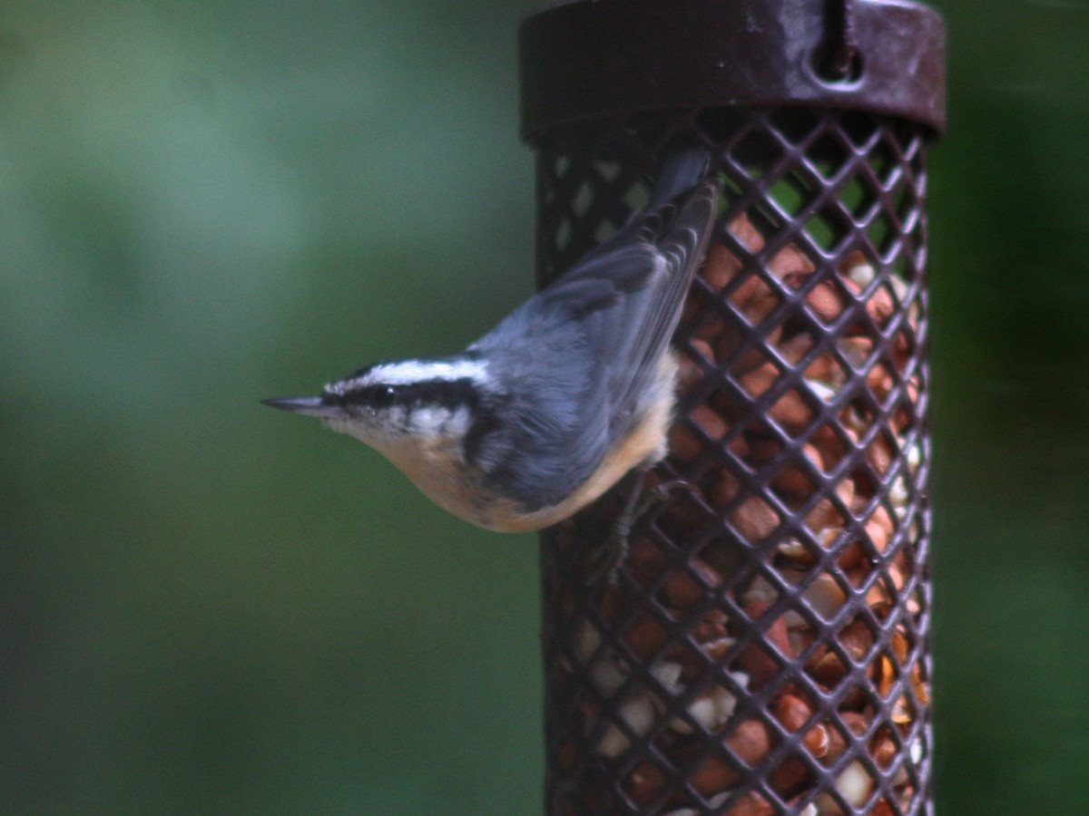 Red-breasted Nuthatch - ML119279581