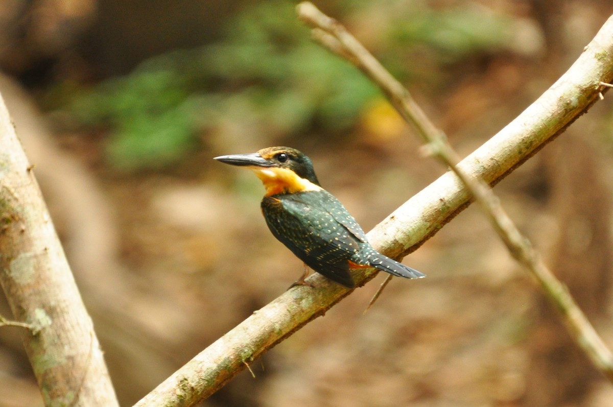 Green-and-rufous Kingfisher - ML119285631