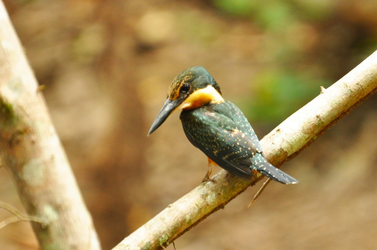 Green-and-rufous Kingfisher - ML119285641