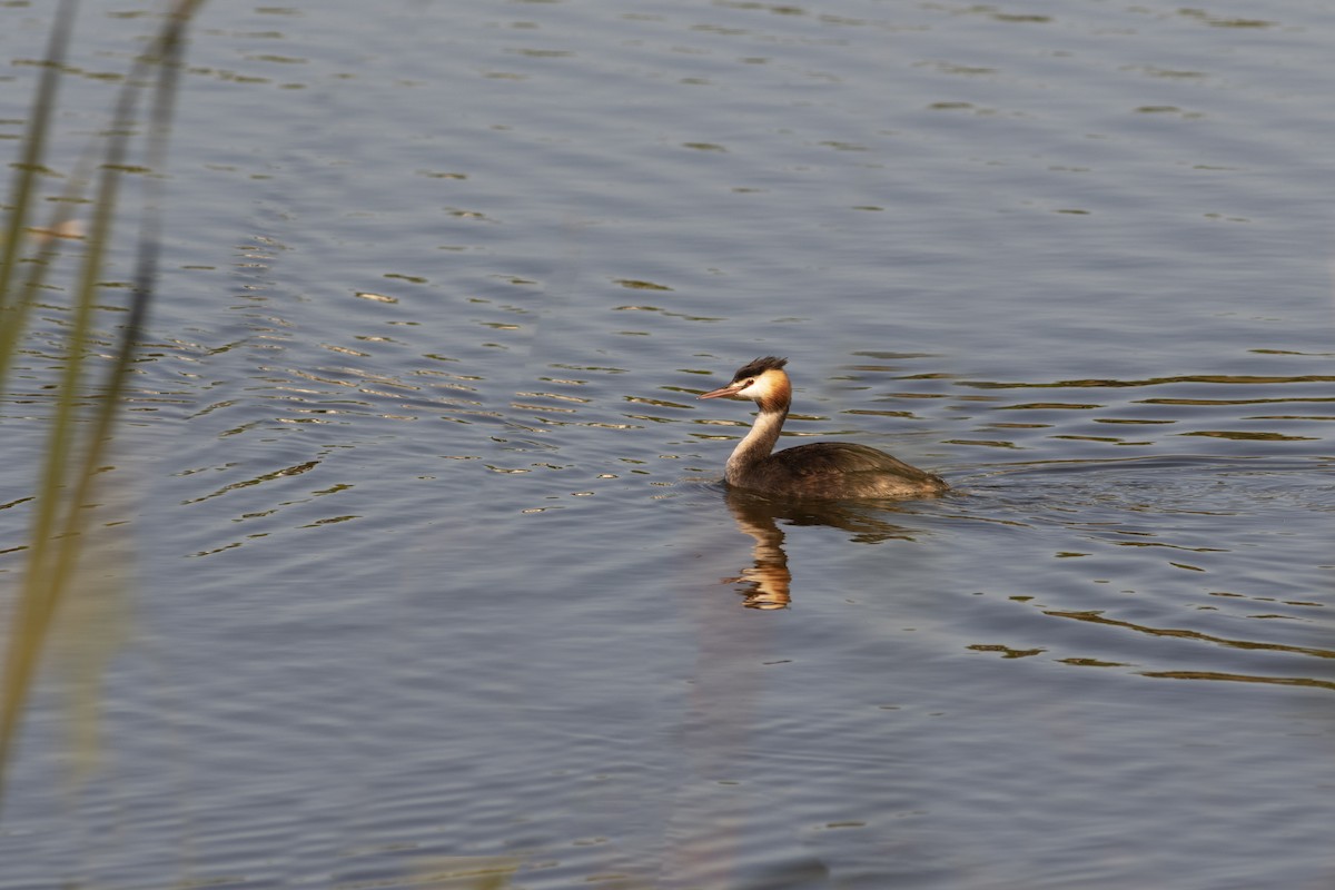 Great Crested Grebe - ML119286831