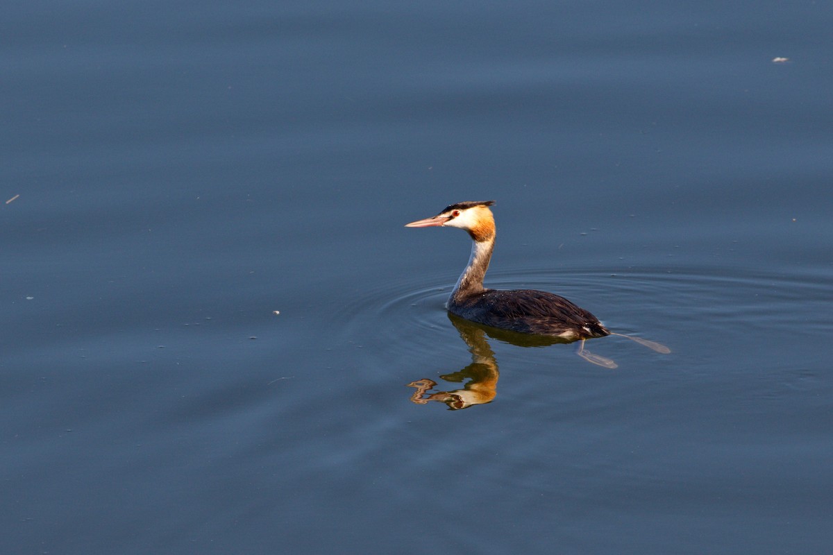 Great Crested Grebe - ML119287351