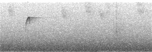 Мухоїд світлогорлий (підвид peruvianus) - ML119288771