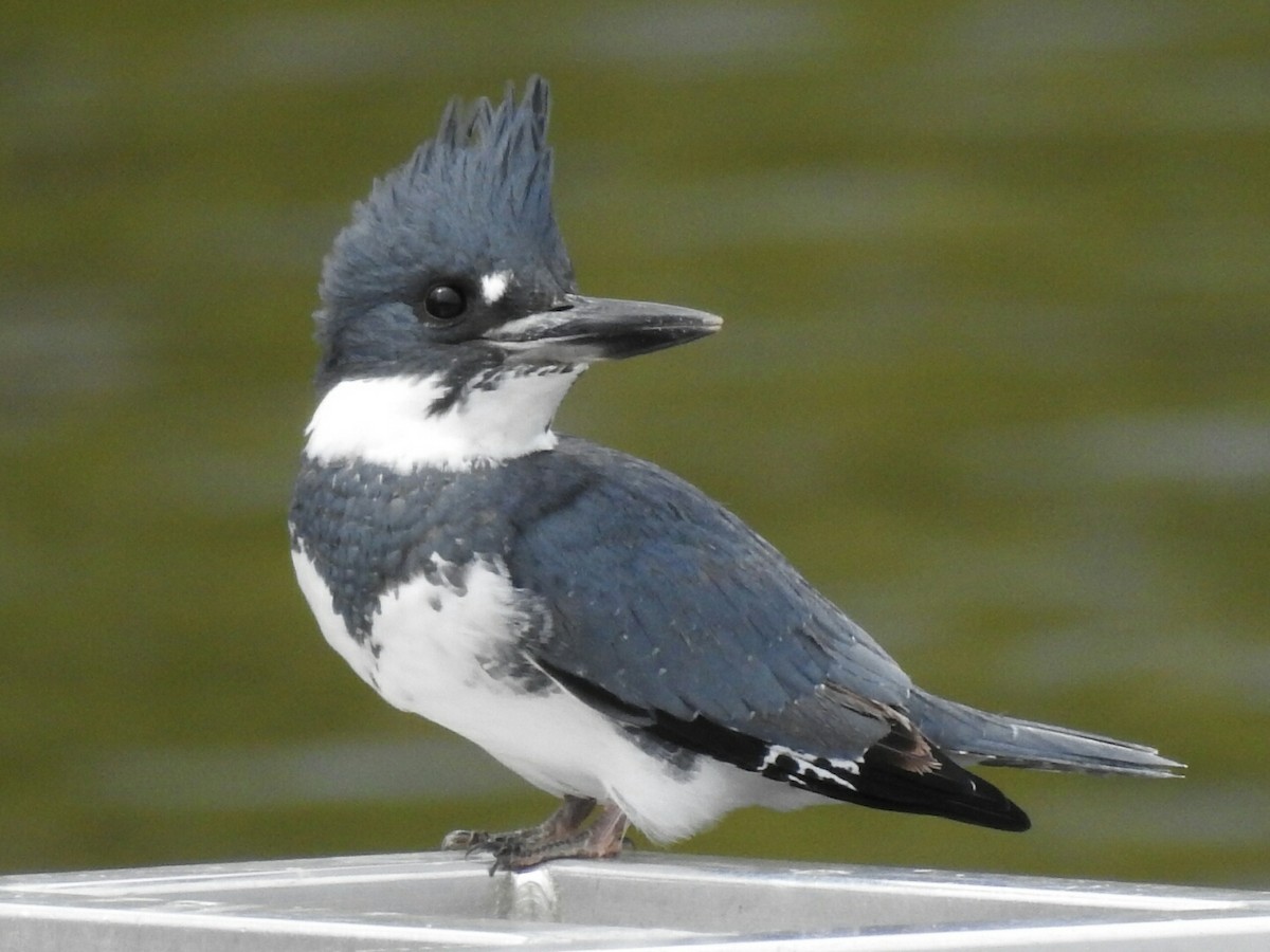 Belted Kingfisher - ML119295121