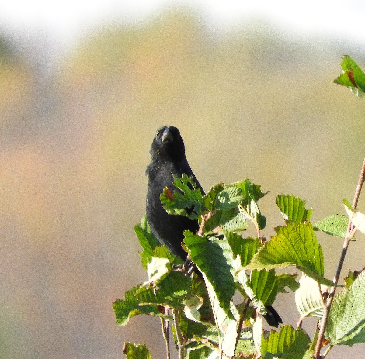 Red-winged Blackbird - Clay Poitras