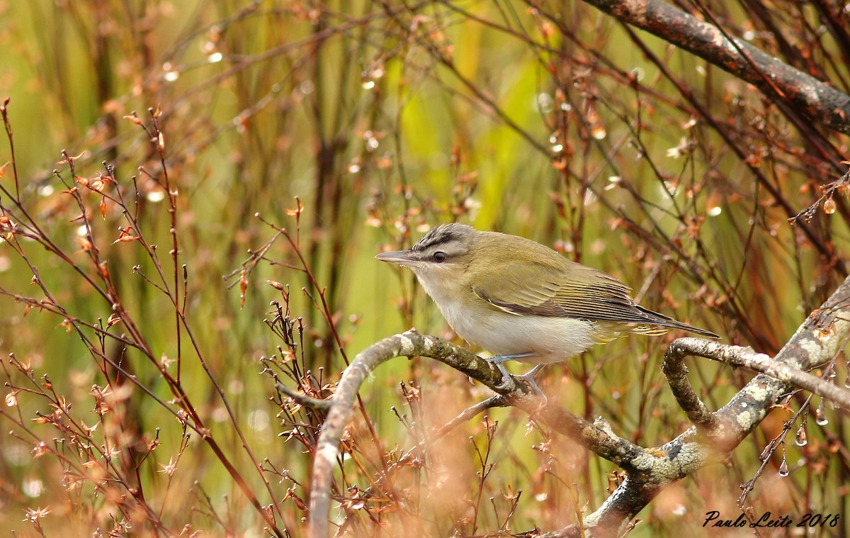 Red-eyed Vireo - Paulo Leite