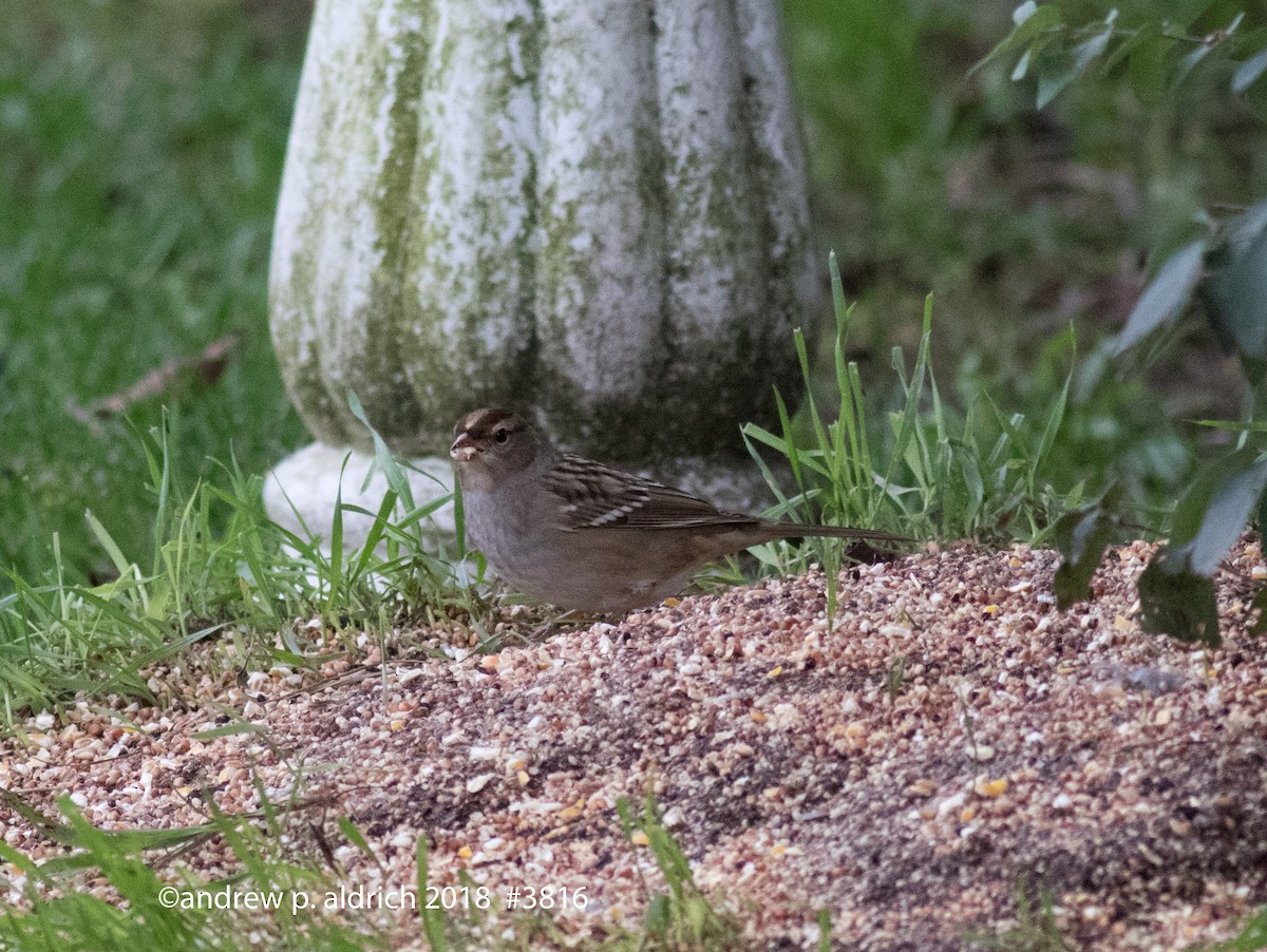 White-crowned Sparrow - ML119304461