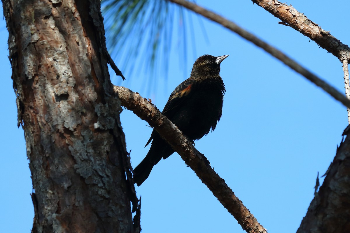 Red-winged Blackbird - Alta Tanner