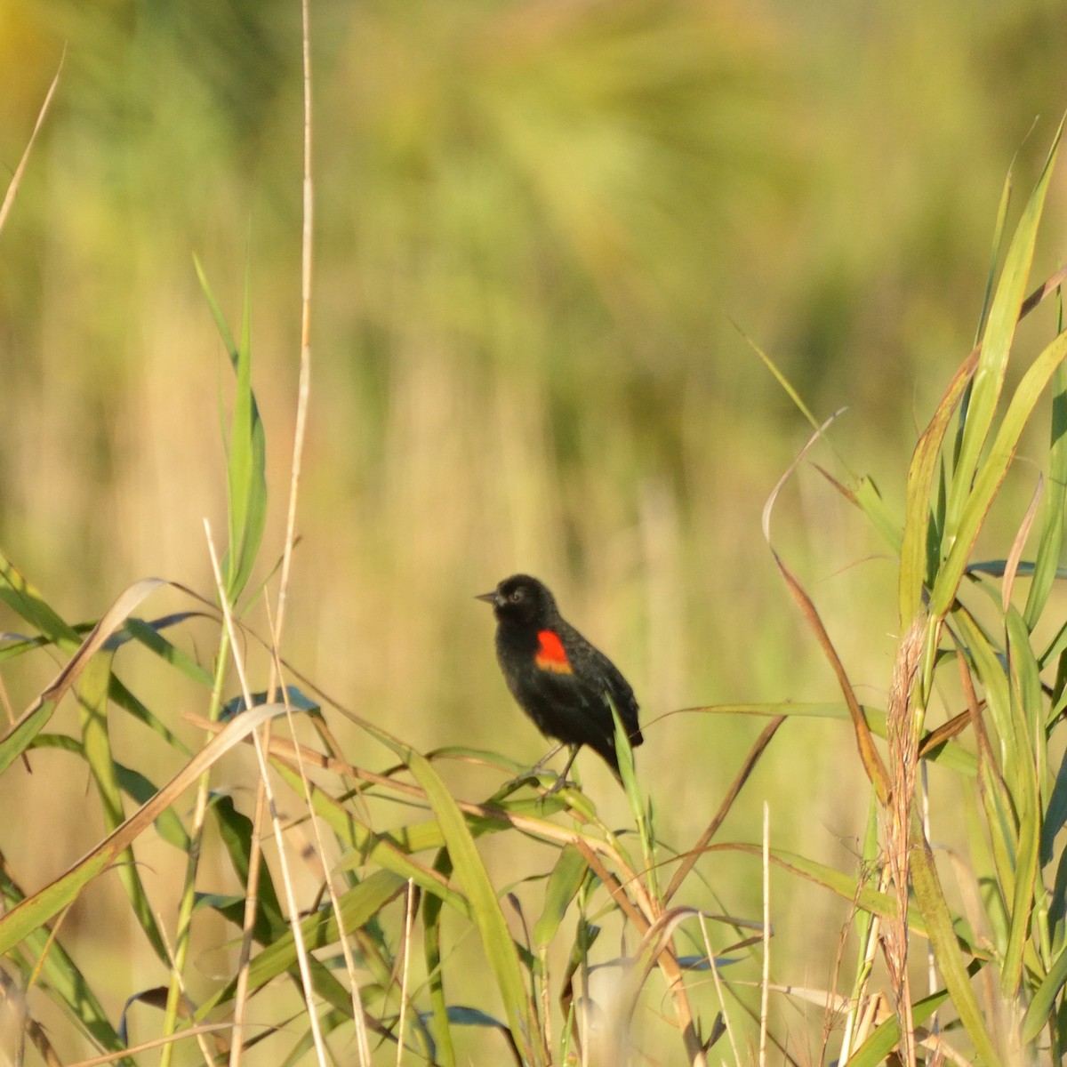 Red-winged Blackbird - Bente Torvund