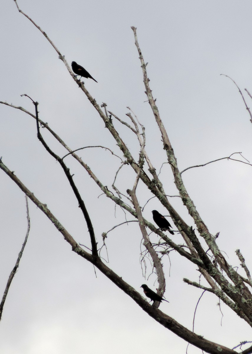 Red-winged Blackbird - Jay Huner