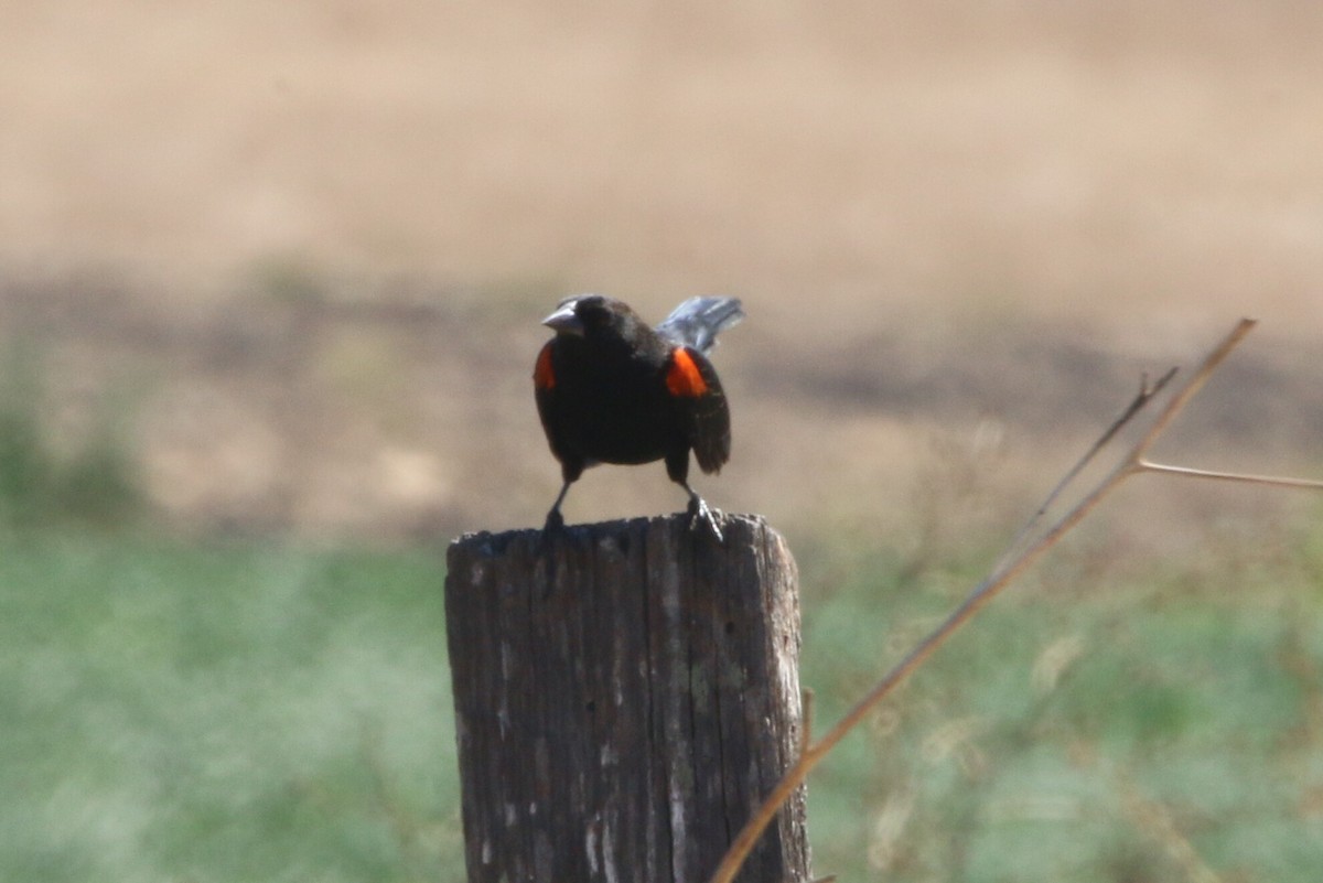 Red-winged Blackbird - Ken Oeser