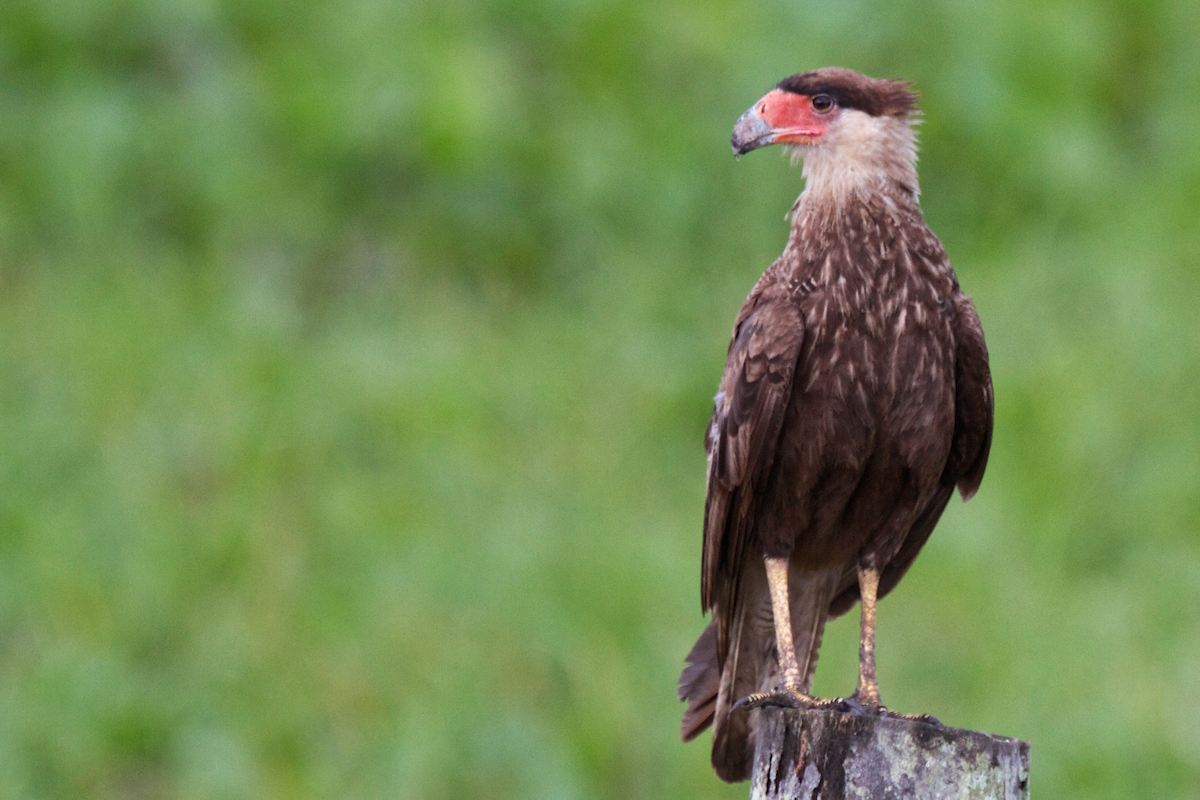 Crested Caracara (Southern) - ML119319721