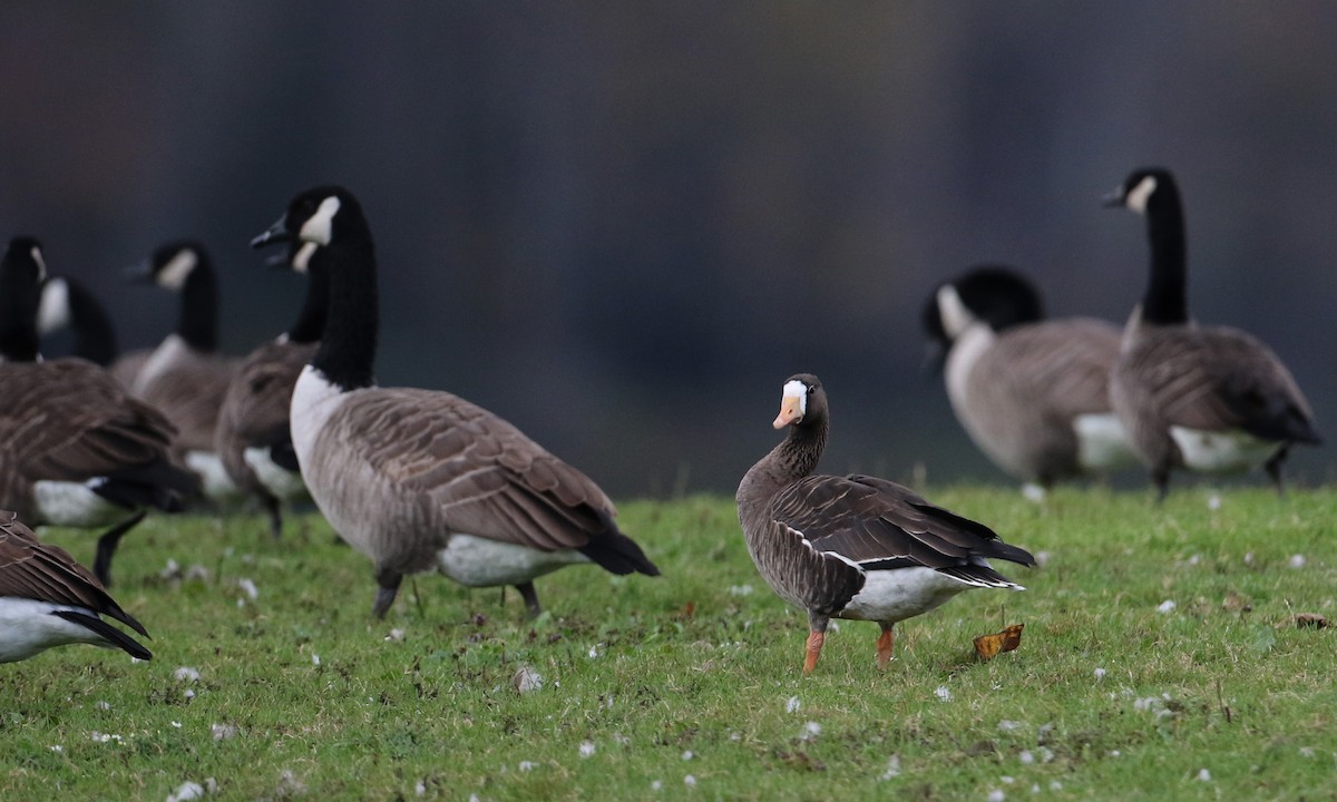 Greater White-fronted Goose - Jay McGowan
