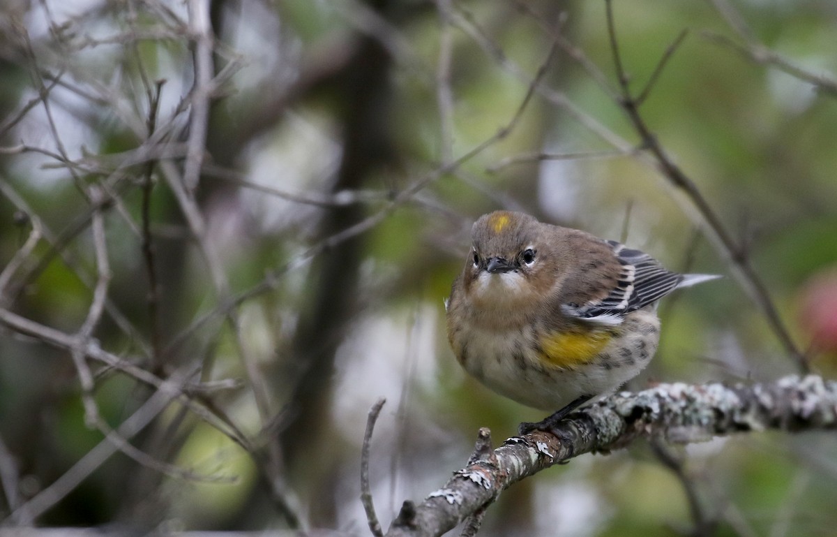 Yellow-rumped Warbler (Myrtle) - ML119324321