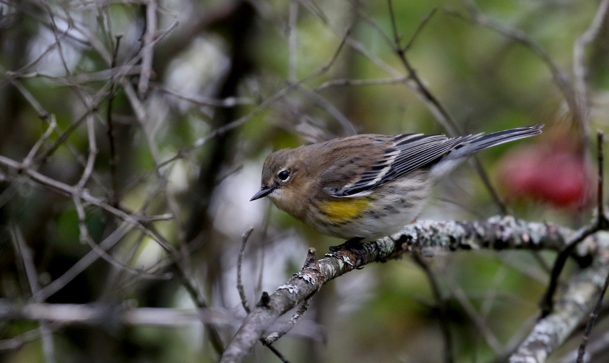 Yellow-rumped Warbler (Myrtle) - ML119324481