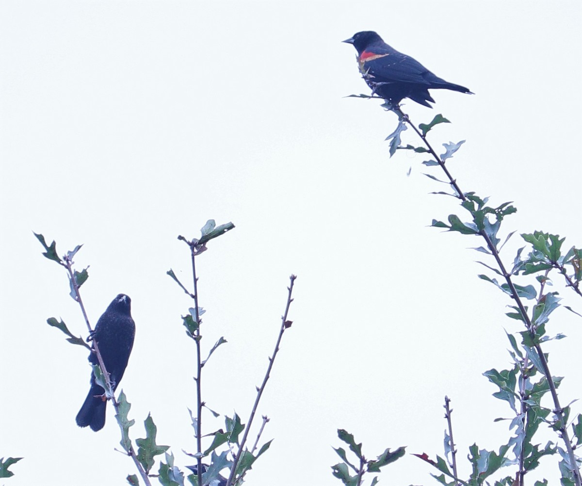 Red-winged Blackbird - Marcelle Praetorius