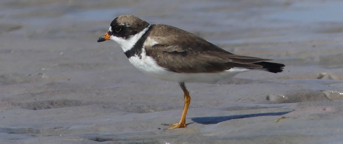 Semipalmated Plover - Suzanne Cholette