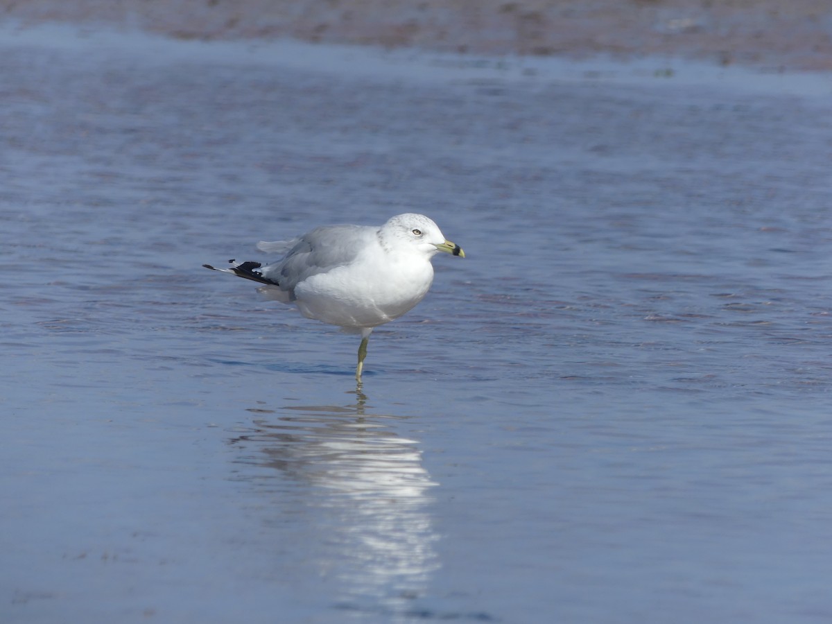 Ring-billed Gull - Suzanne Cholette