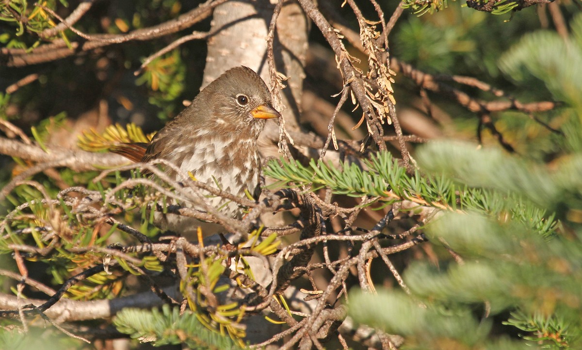 Fox Sparrow (Sooty) - ML119326531