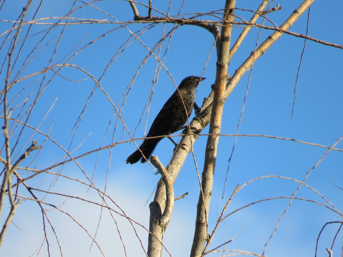 Red-winged Blackbird (Red-winged) - Clayton  Koonce