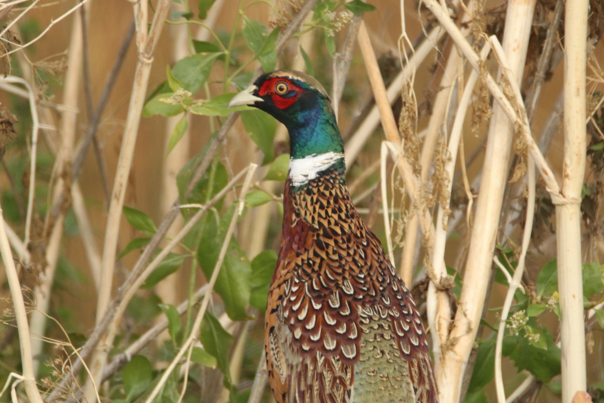 Ring-necked Pheasant - Ken Oeser