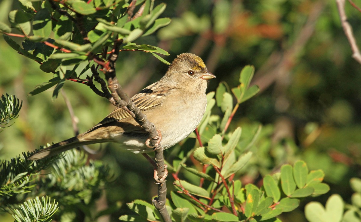 Golden-crowned Sparrow - Ryan Schain