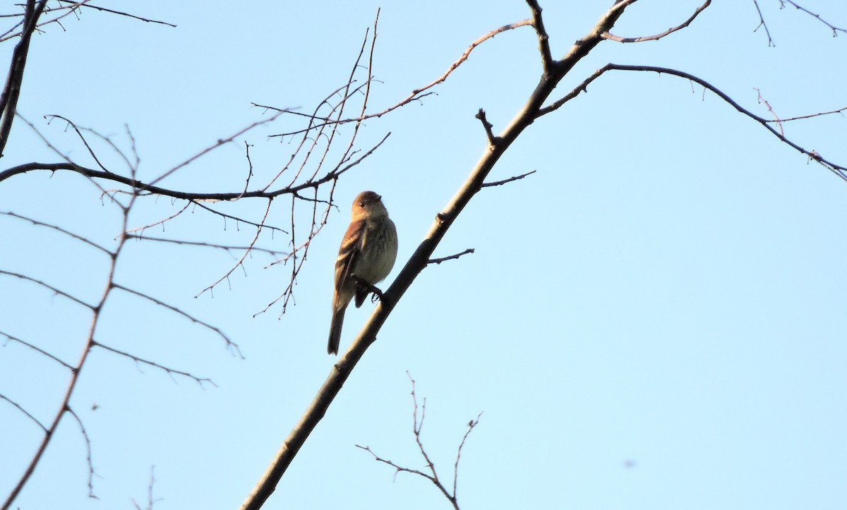Bran-colored Flycatcher - Anonymous