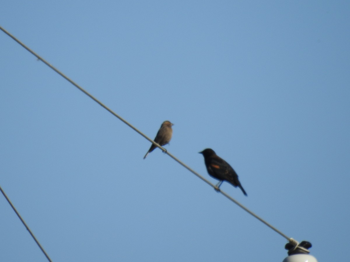 Red-winged Blackbird - Norman Edelen