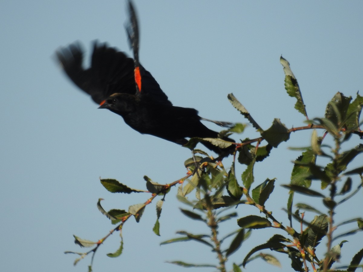 Red-winged Blackbird - Norman Edelen