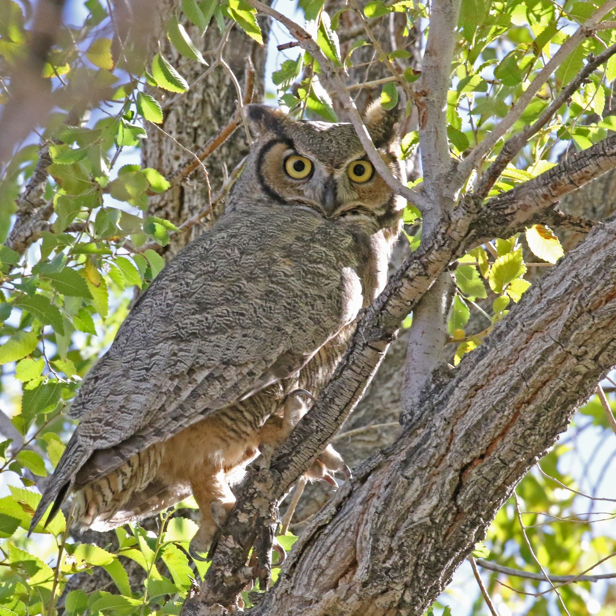 Great Horned Owl - ML119337971