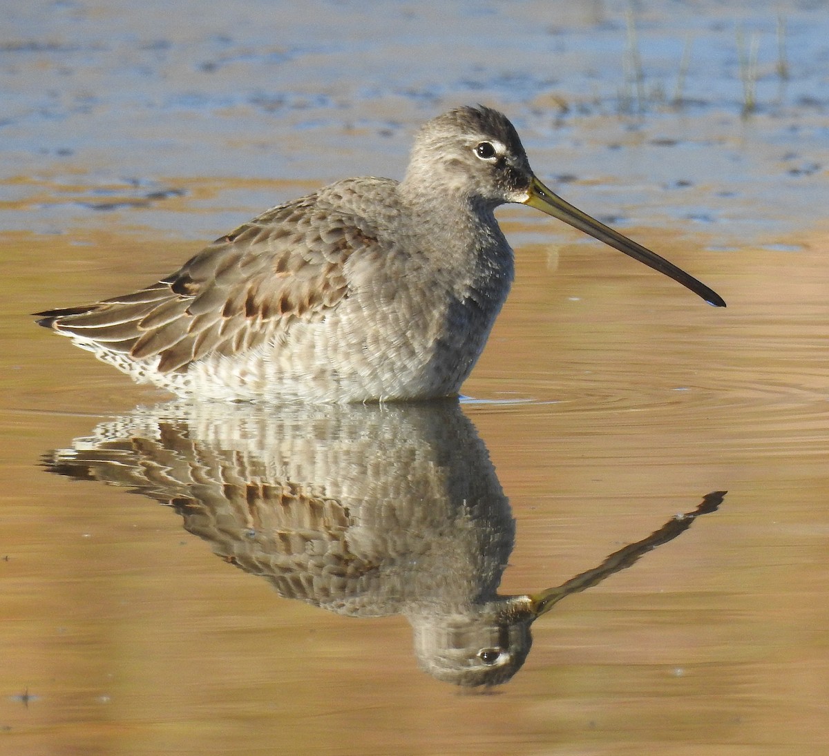 Long-billed Dowitcher - Pat Grantham