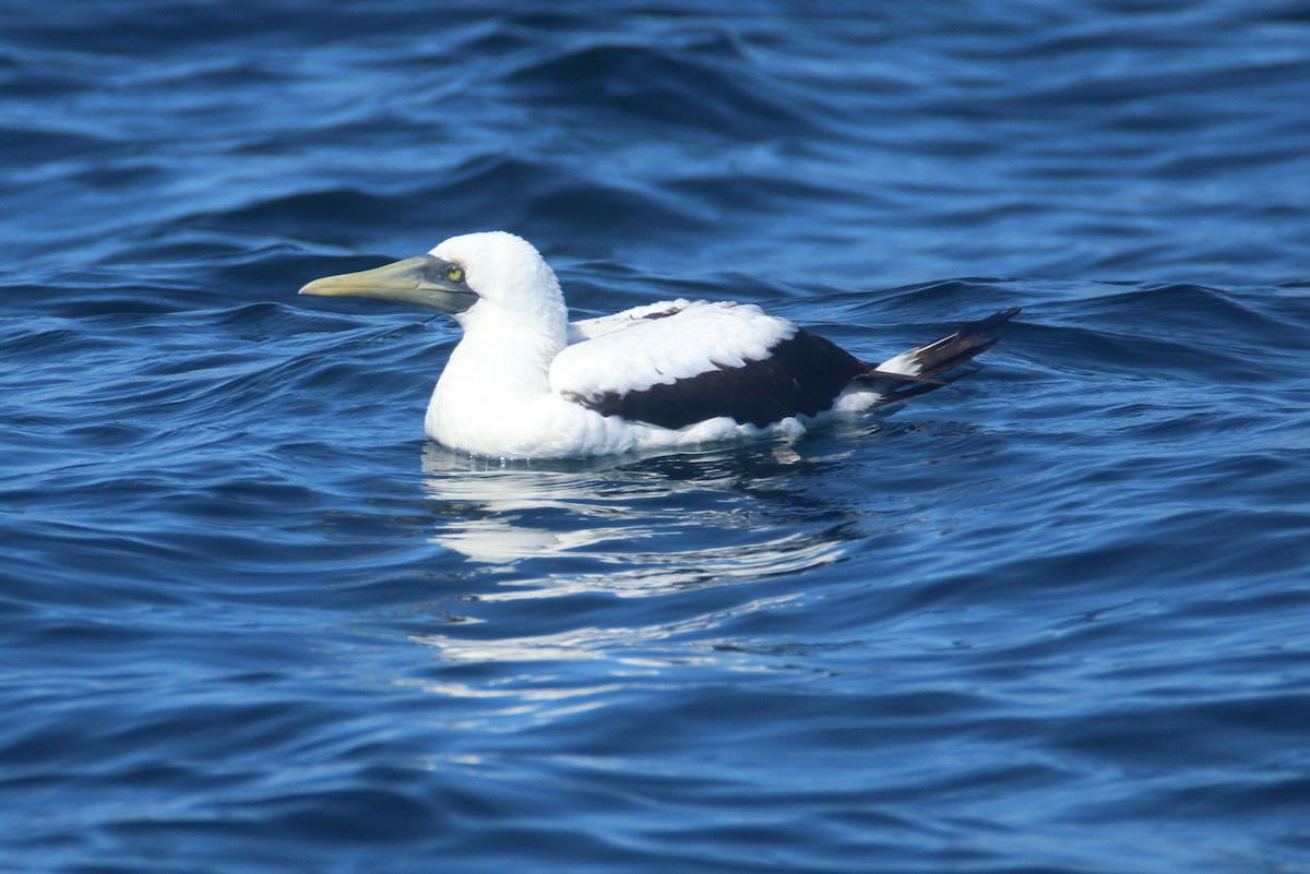 Masked Booby - ML119342441