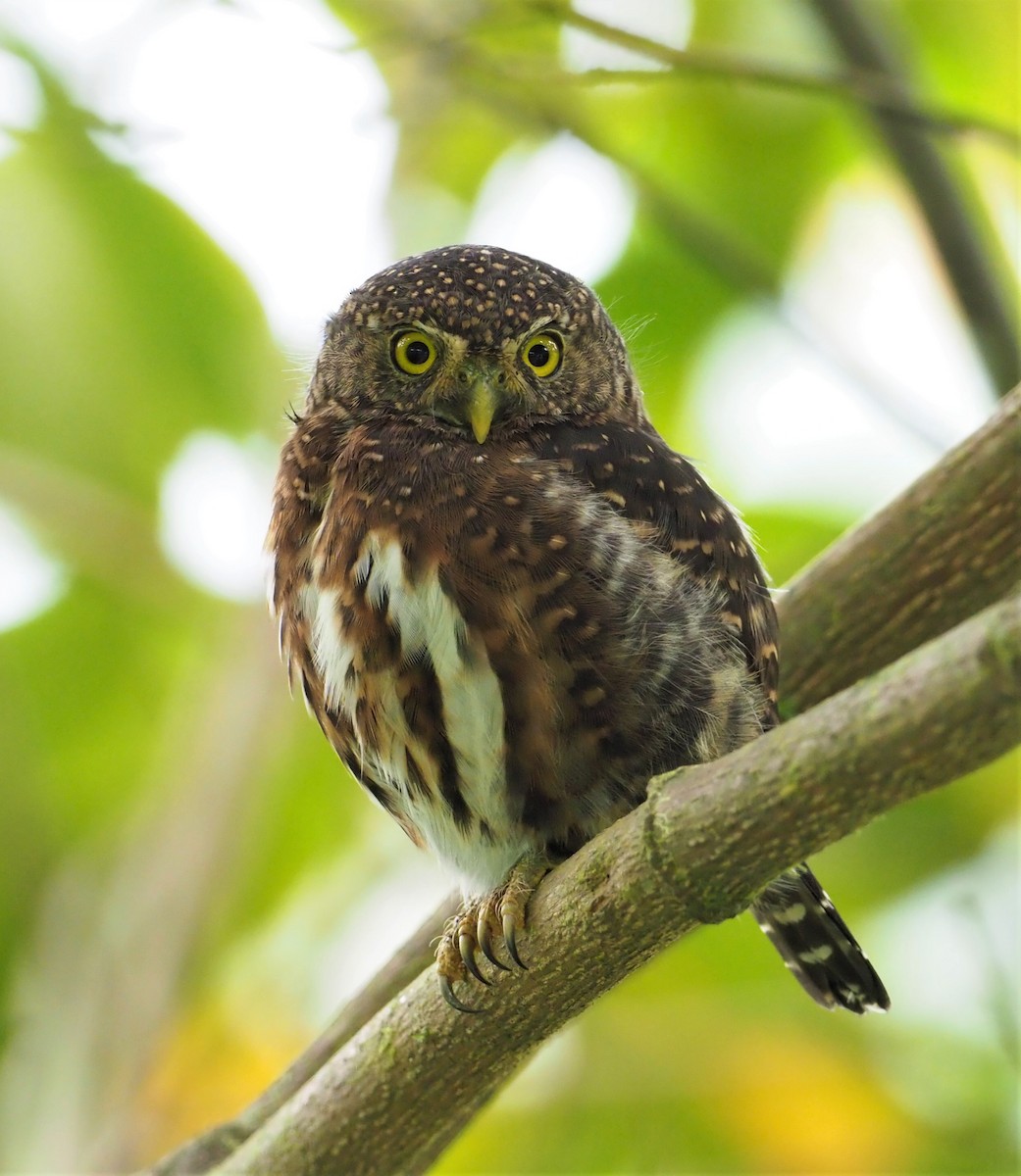 Costa Rican Pygmy-Owl - ML119342591