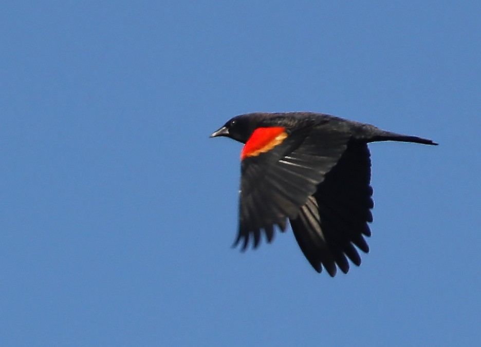 Red-winged Blackbird - Elizabeth Winter