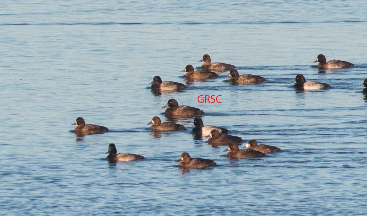 Greater Scaup - Cameron Cox
