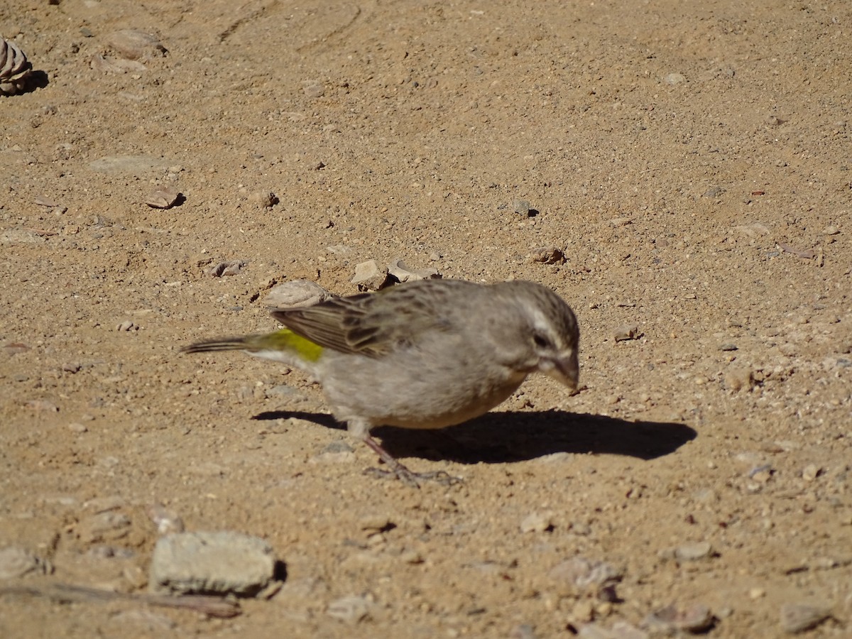 White-throated Canary - ML119345221