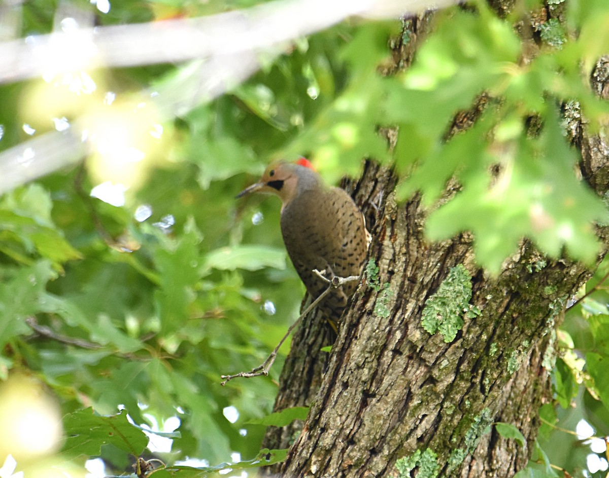 Northern Flicker (Yellow-shafted) - ML119346041