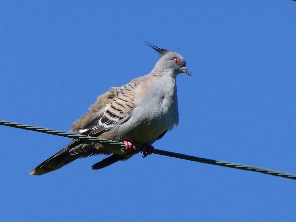Crested Pigeon - ML119347761