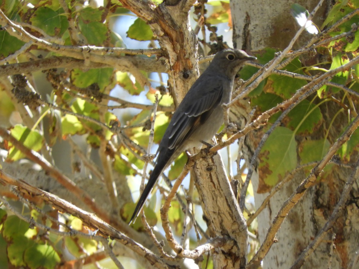 Townsend's Solitaire - Becky Kitto