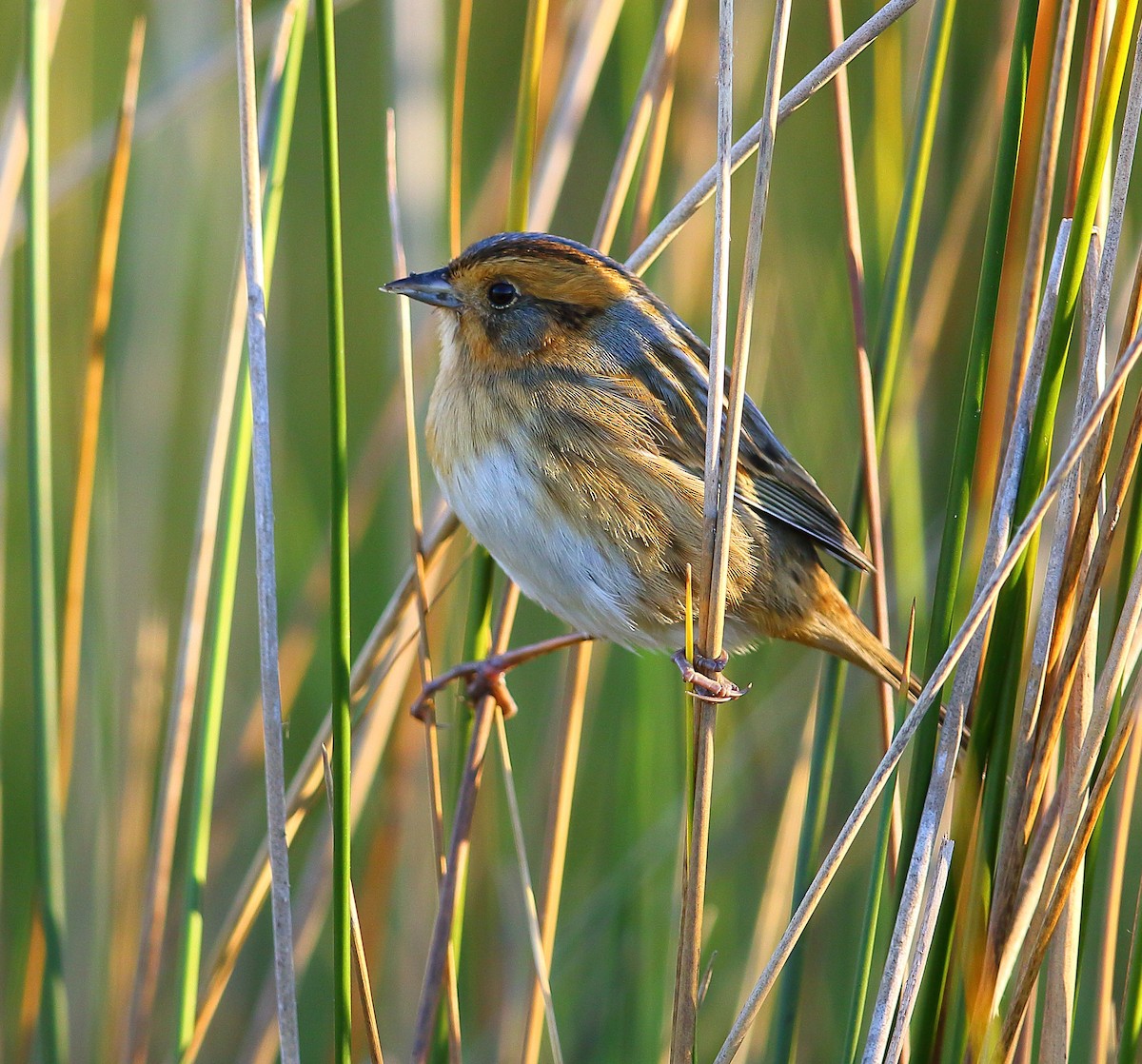 Nelson's Sparrow - Bala Chennupati