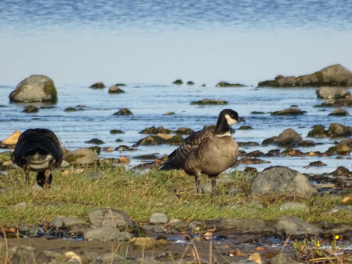 Cackling Goose (Aleutian) - ML119354331