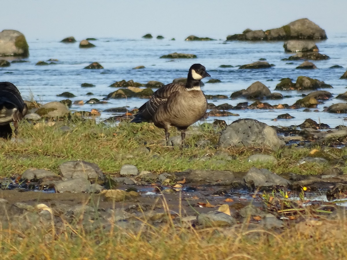 Cackling Goose (Aleutian) - ML119354341