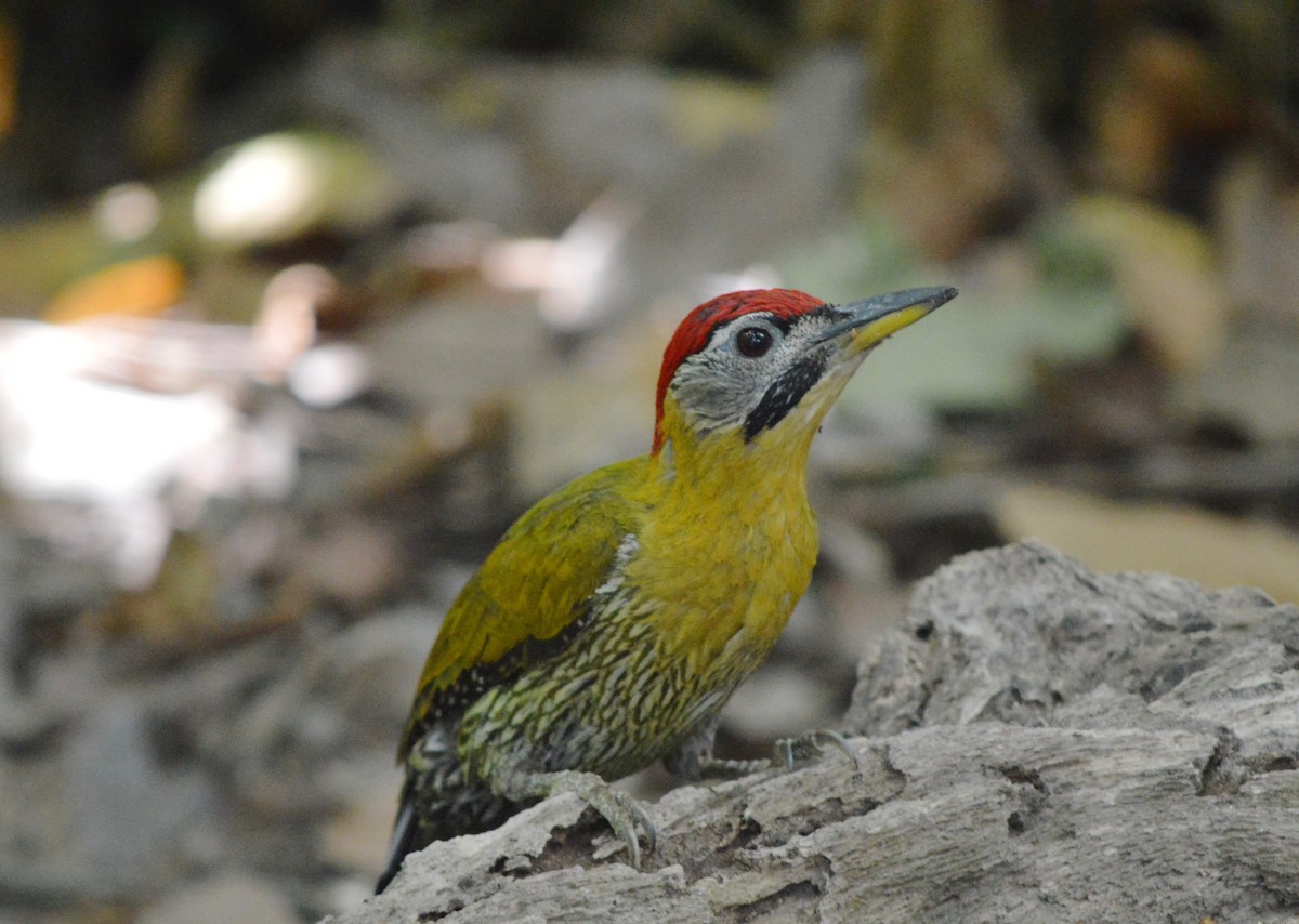 Laced Woodpecker - ML119356621