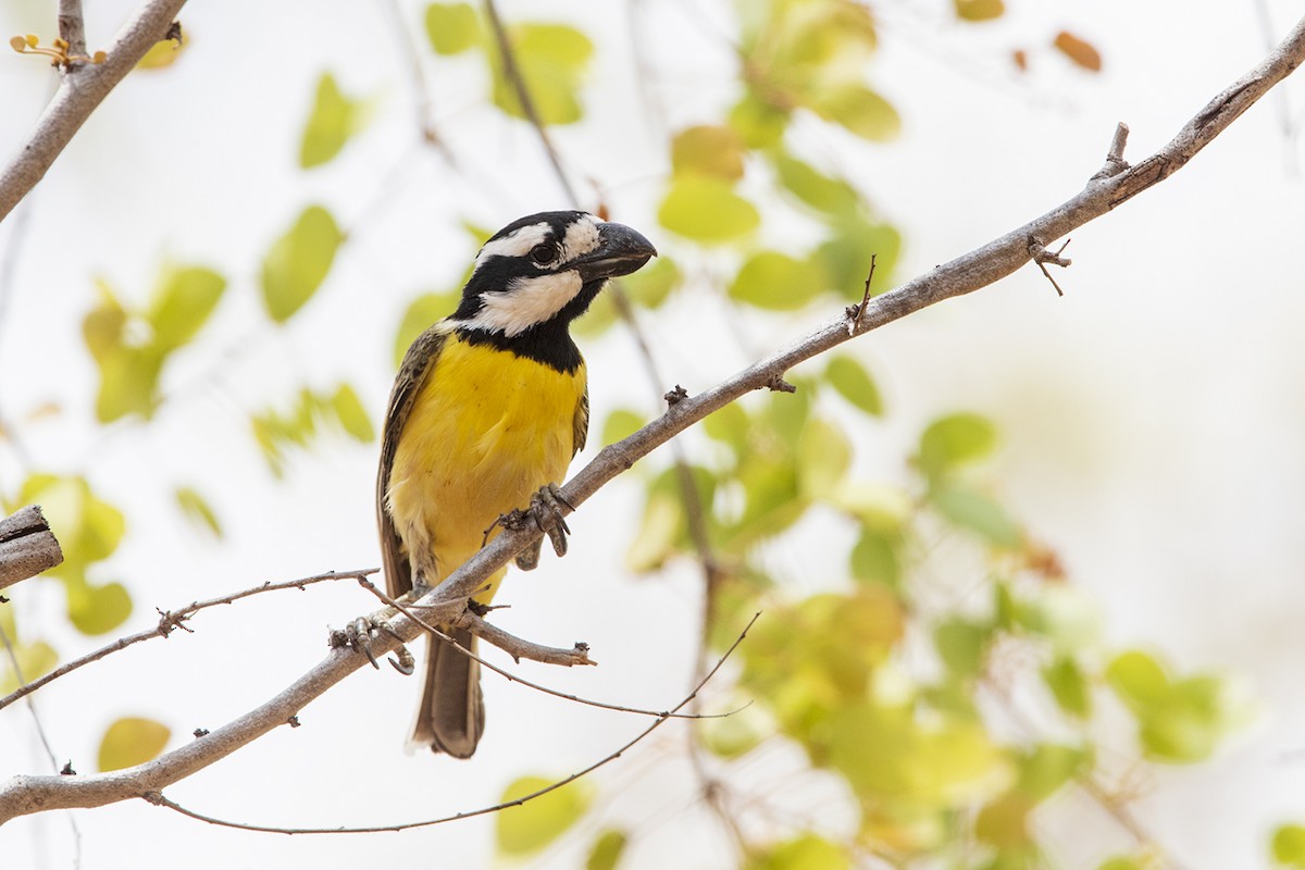 Northern Shrike-tit - Laurie Ross | Tracks Birding & Photography Tours