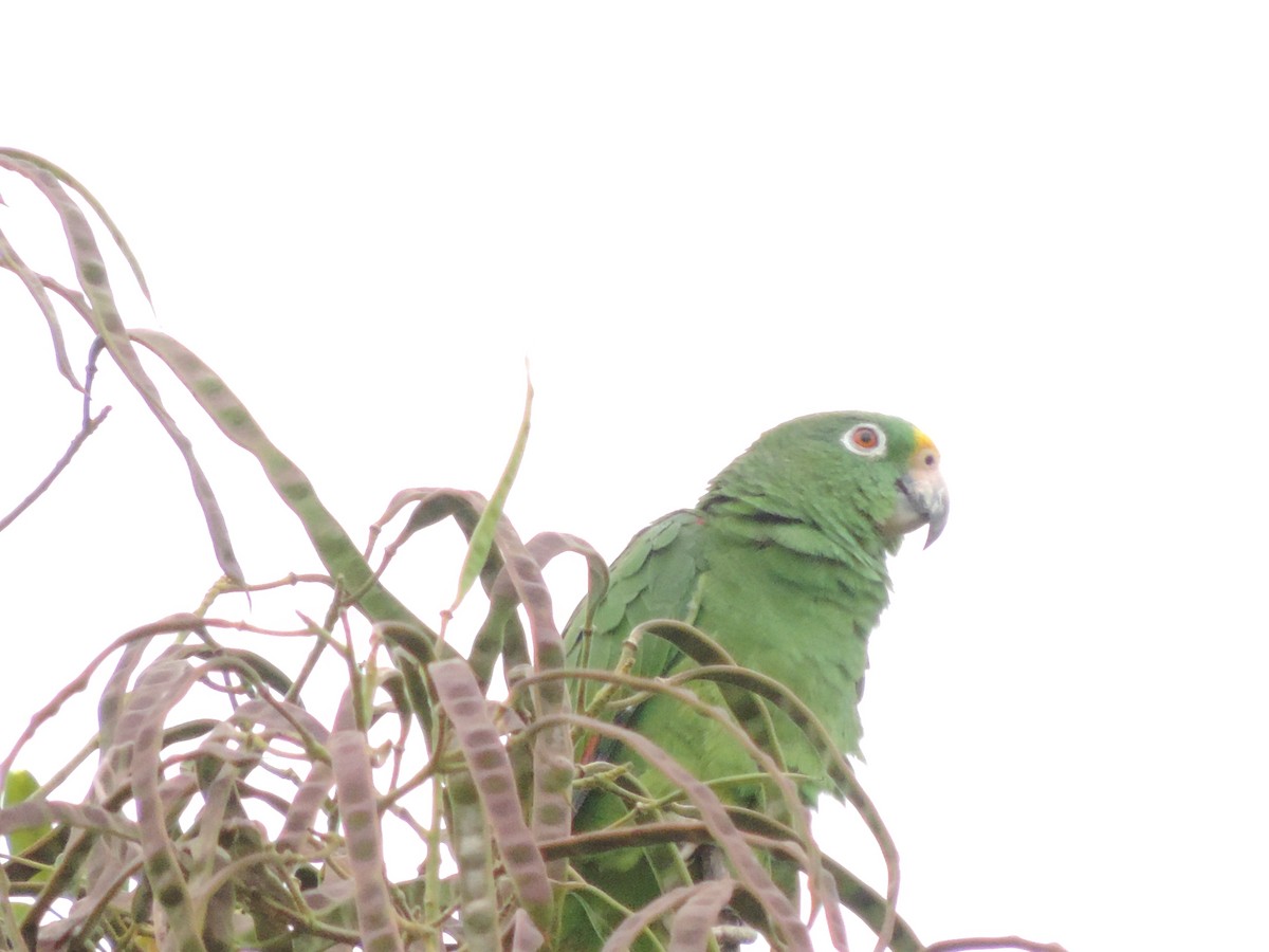 Yellow-crowned Parrot - ML119357191