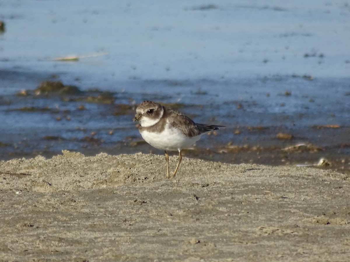 Semipalmated Plover - Team Ona